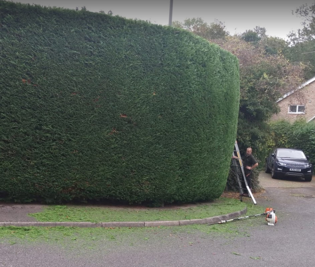 Tree services in Surrey