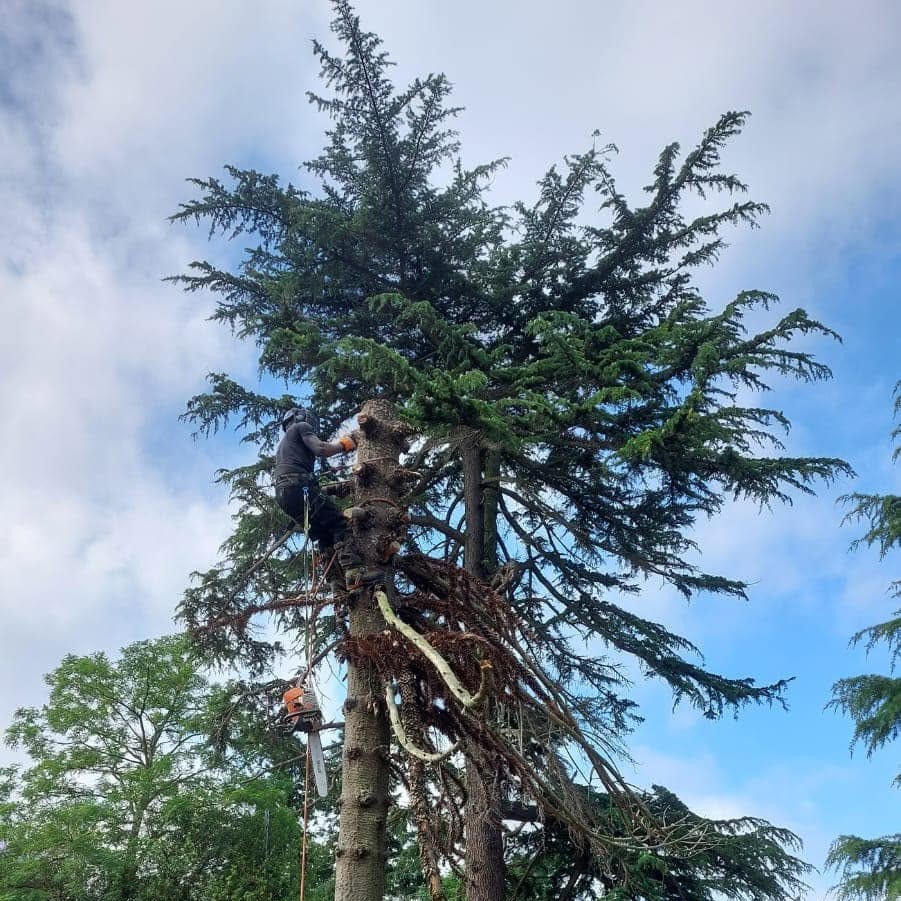 Tree pruning in Farnham Surrey and Hampshire
