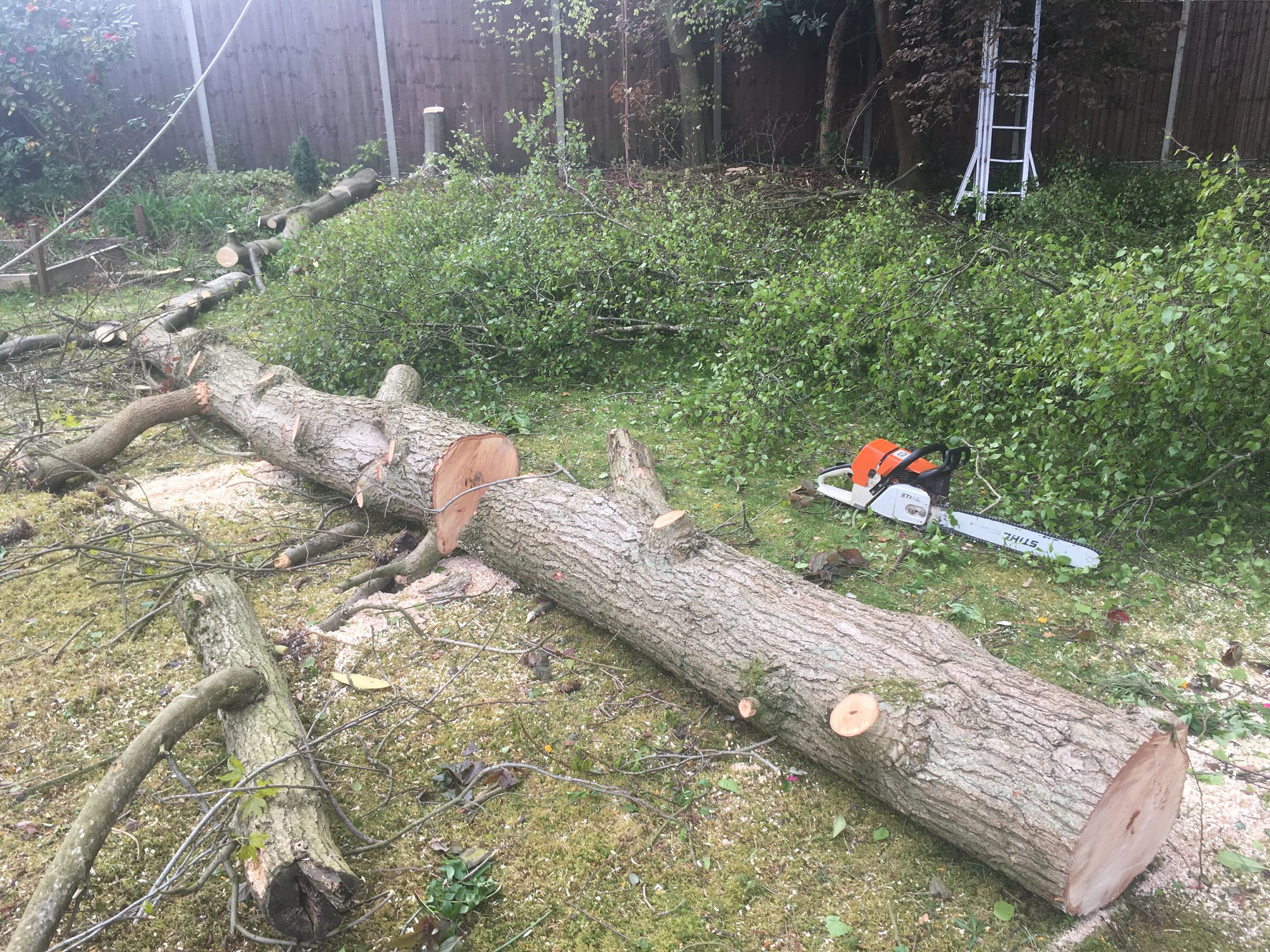 Felled tree trunk sectioned in a Farnham garden ahead of stump grinding and removal