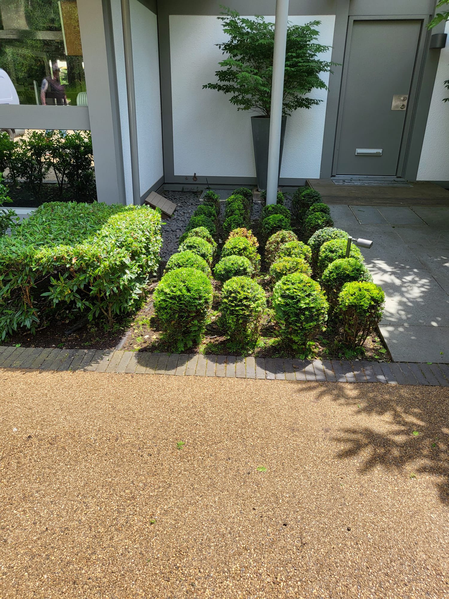 Neatly clipped topiary and border shaped as part of garden maintenance in Farnham