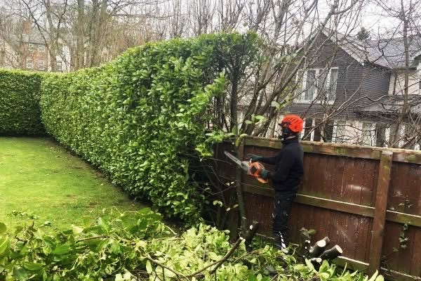 Hedge care in Farnham, Hampshire and Surrey