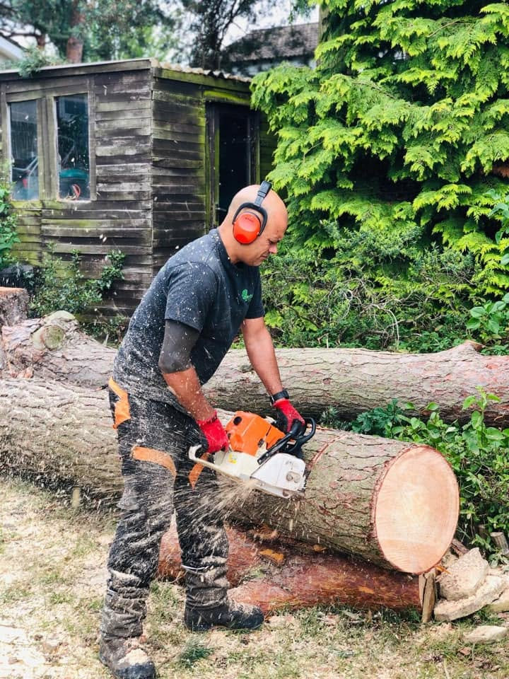 Farnham Trees & Hedges at work