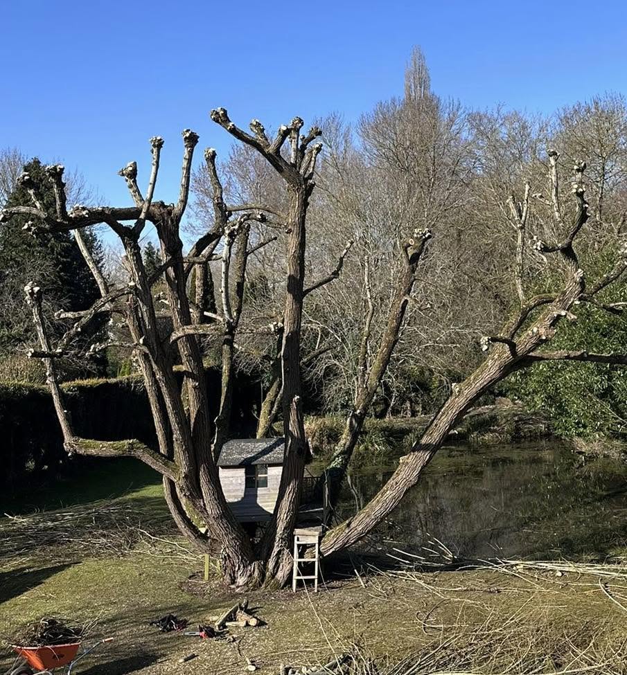 Tree pollarding in Farnham Surrey and Hampshire