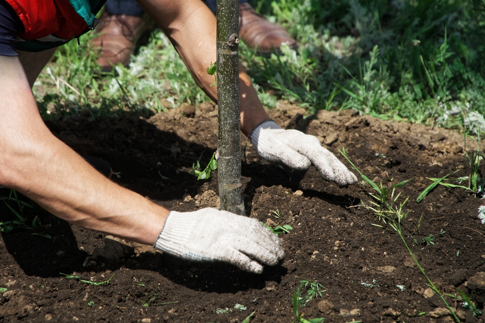 Tree planting in Farnham Surrey and Hampshire