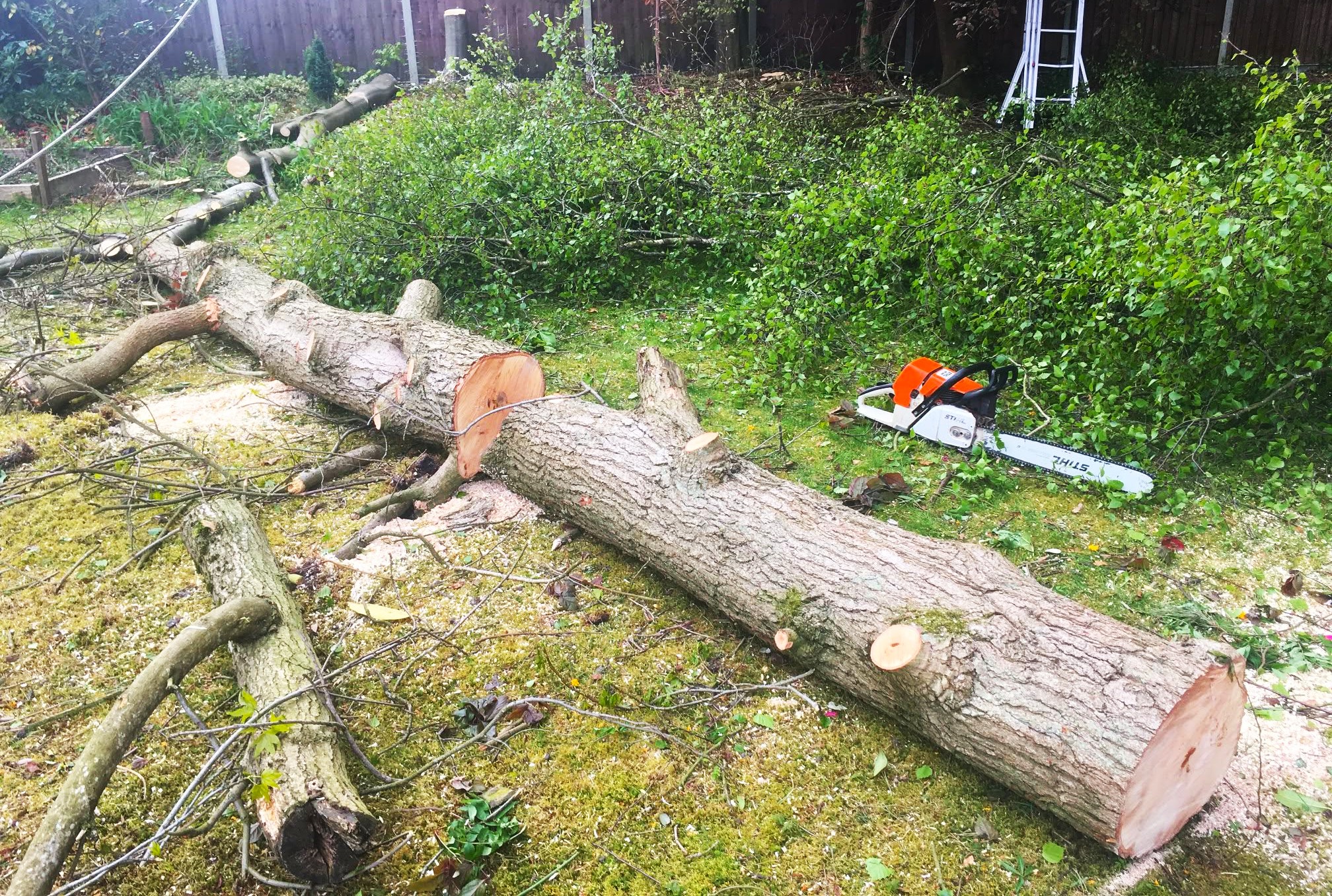 Tree felling and removal in Farnham, Surrey and Hampshire