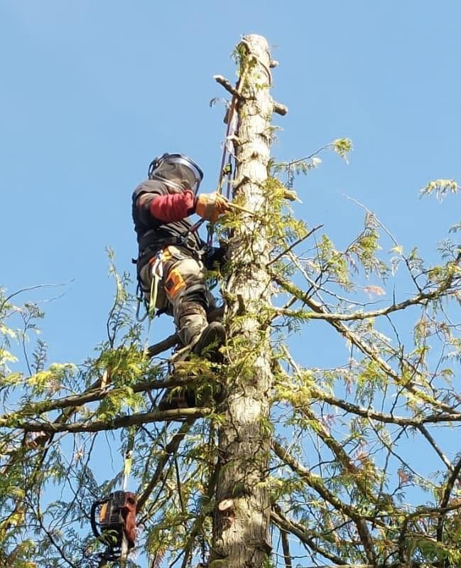 Tree felling in Farnham, Surrey and Hampshire