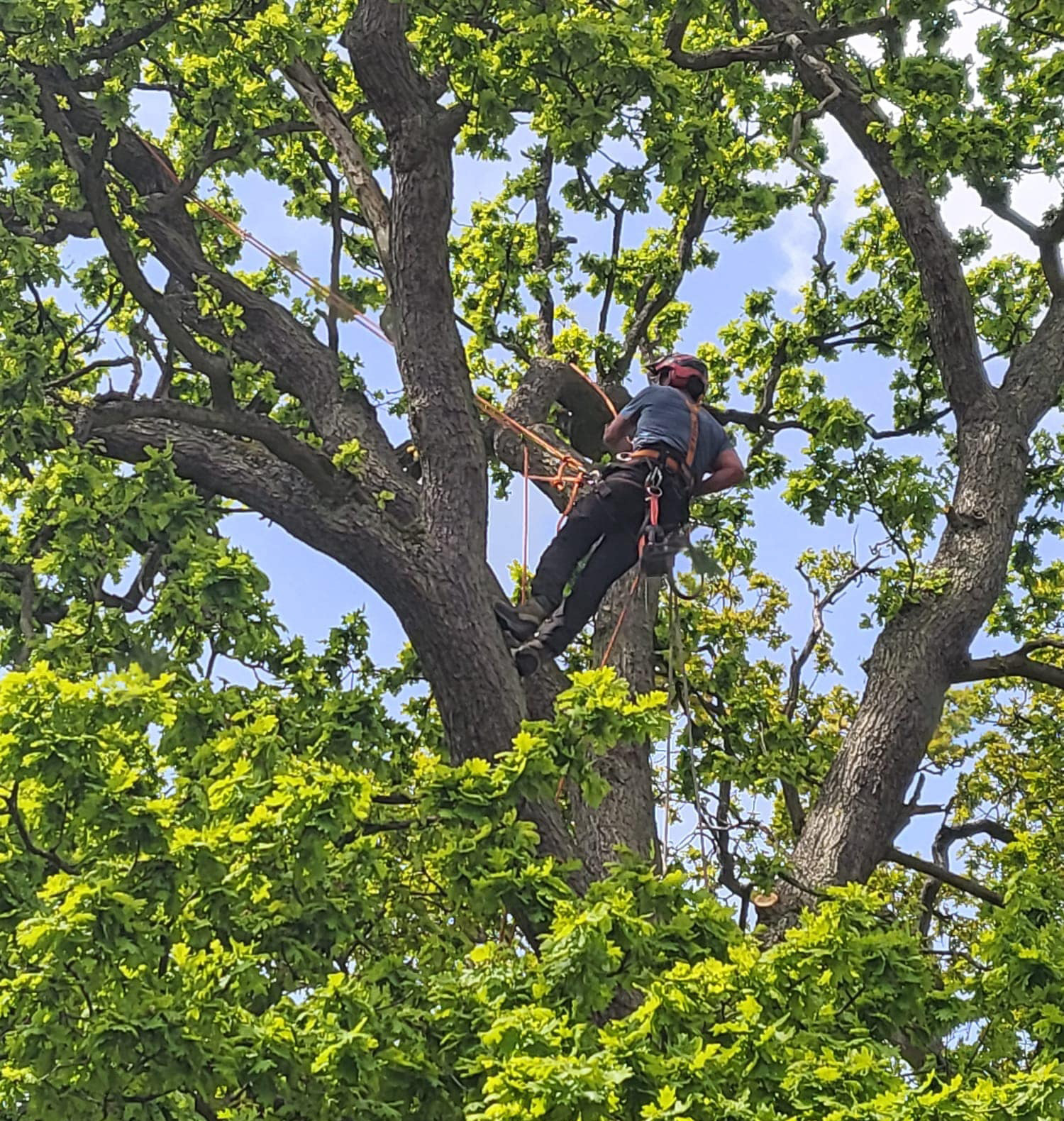 Tree surgeon carrying out tree surgery in Farnham, climbing an oak tree in harness